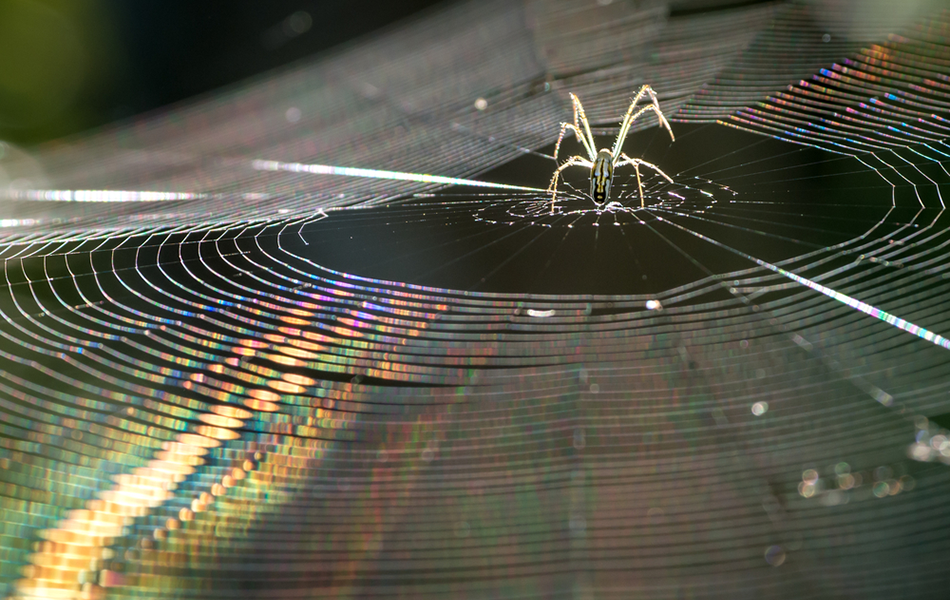 Vegan Spider Silk